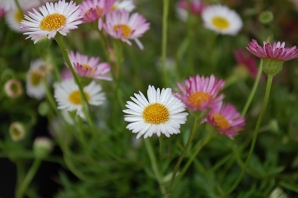Erigeron Karvinskianus ‘Spindrift’ (Spindrift Mexican Daisy)