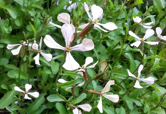 Eruca Sativa (Rocket)