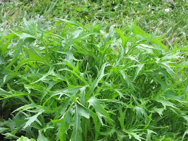 Eruca Sativa (Rocket)