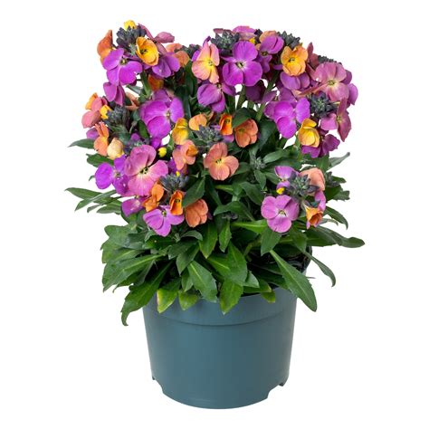 Erysimum Linifolium ‘Erysistible Magenta’ (Wallflower)
