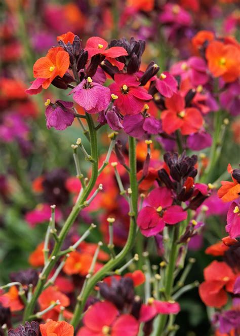 Erysimum Linifolium ‘Erysistible Magenta’ (Wallflower)