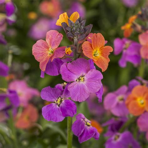 Erysimum Linifolium ‘Erysistible Magenta’ (Wallflower)