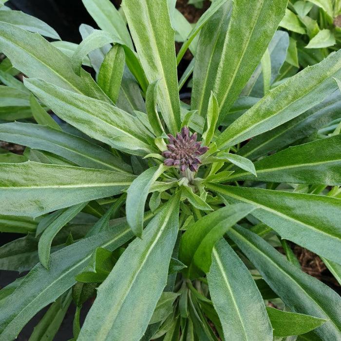 Erysimum 'Bowles's Mauve' (Bowles's Mauve Wallflower)