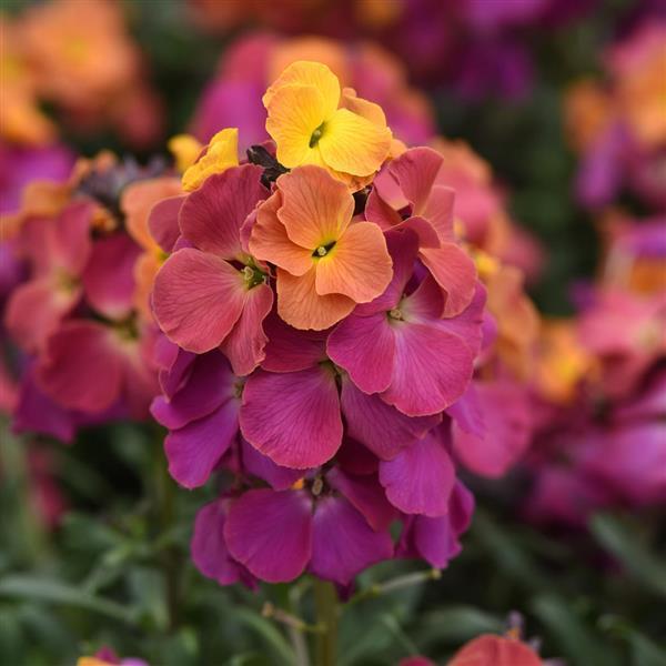 Erysimum ‘Brightside Fuchsia Glow’ (Wallflower)