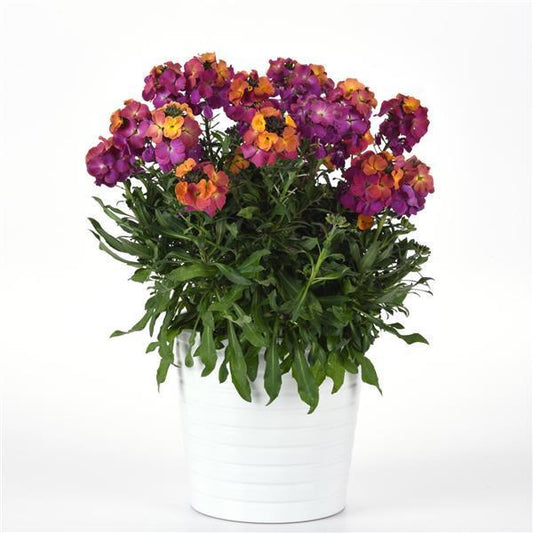 Erysimum ‘Brightside Fuchsia Glow’ (Wallflower)