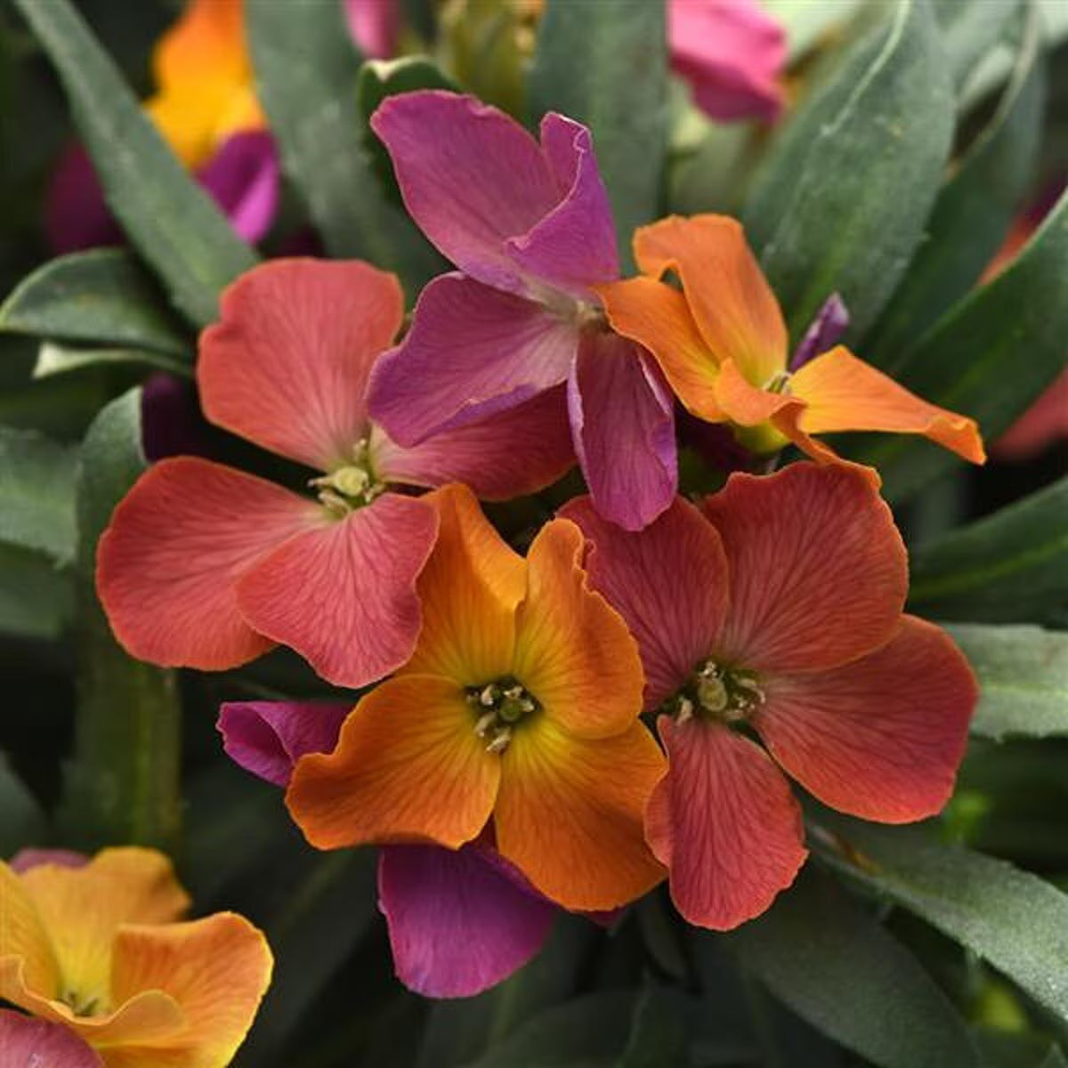 Erysimum ‘Brightside Orange Glow’ (Wallflower)