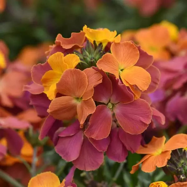 Erysimum ‘Brightside Orange Glow’ (Wallflower)