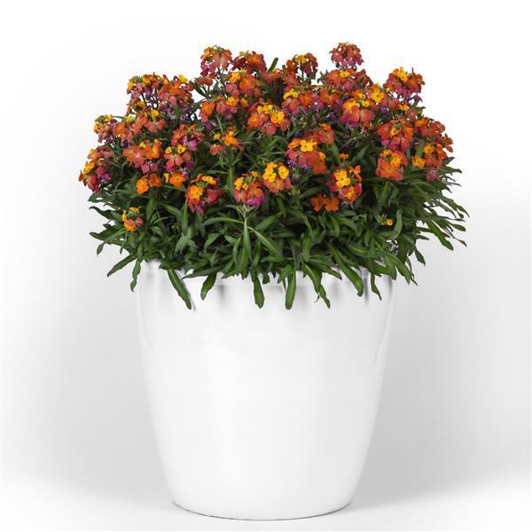 Erysimum ‘Brightside Orange Glow’ (Wallflower)