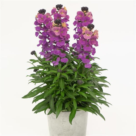 Erysimum ‘Brightside Purple Glow’ (Wallflower)