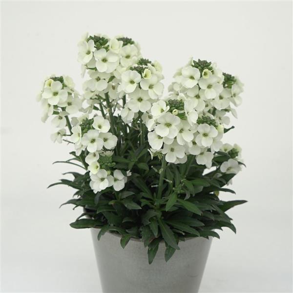 Erysimum ‘Brightside White’ (Wallflower)