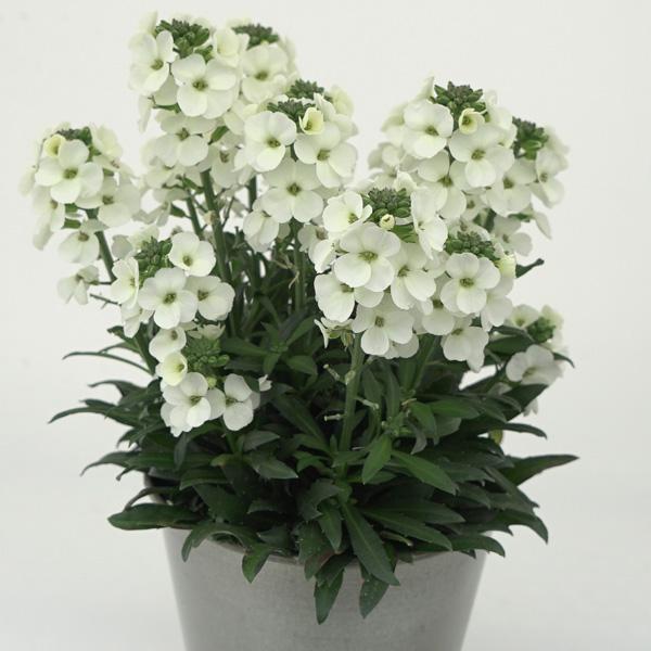 Erysimum ‘Brightside White’ (Wallflower)