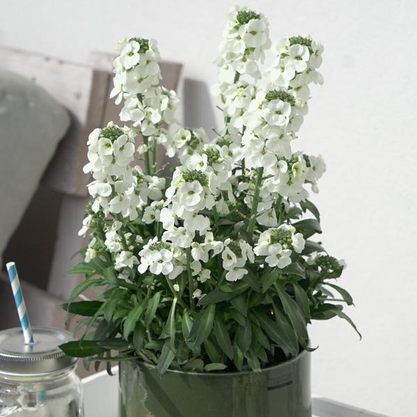 Erysimum ‘Brightside White’ (Wallflower)