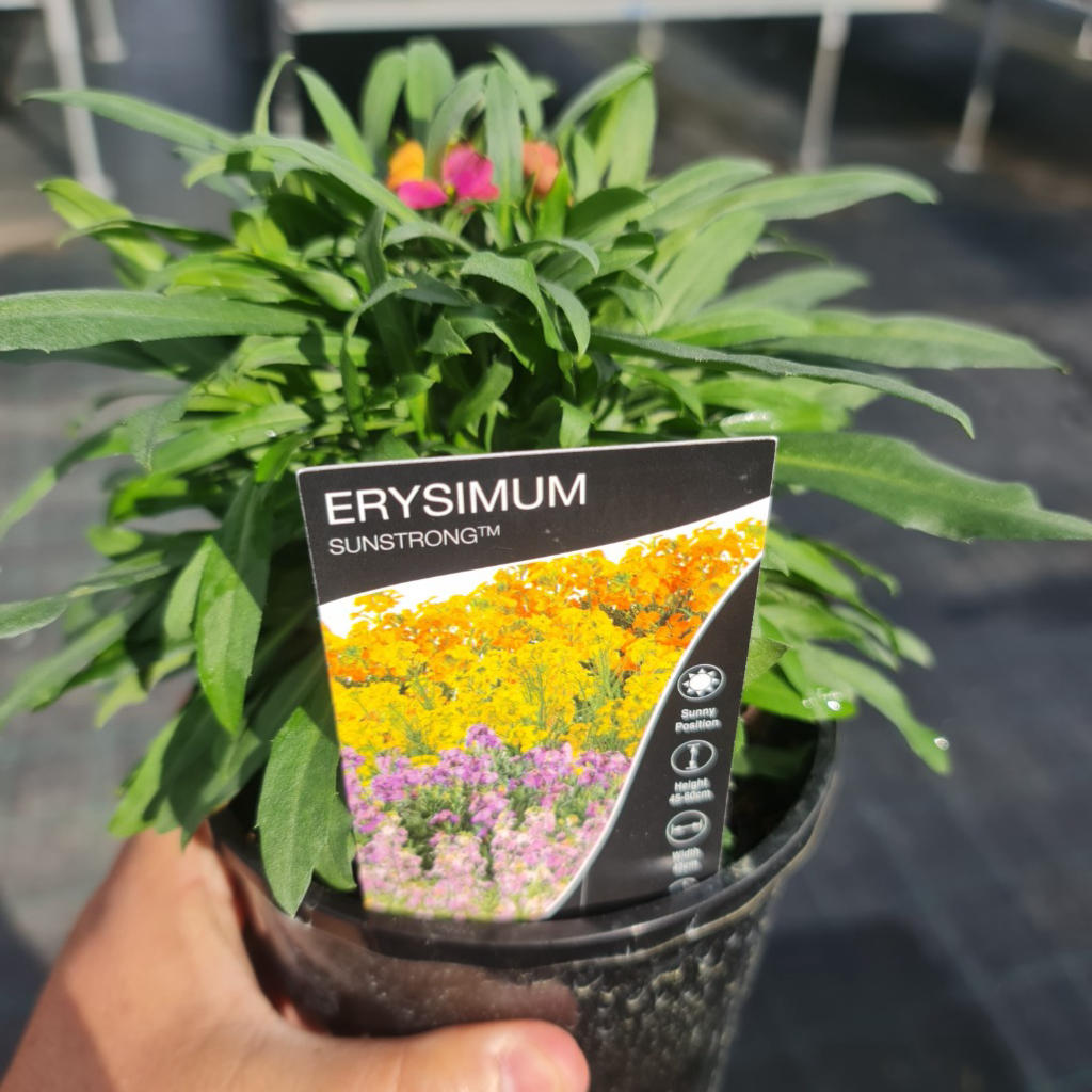 Erysimum ‘Brightside Fuchsia Glow’ (Wallflower)