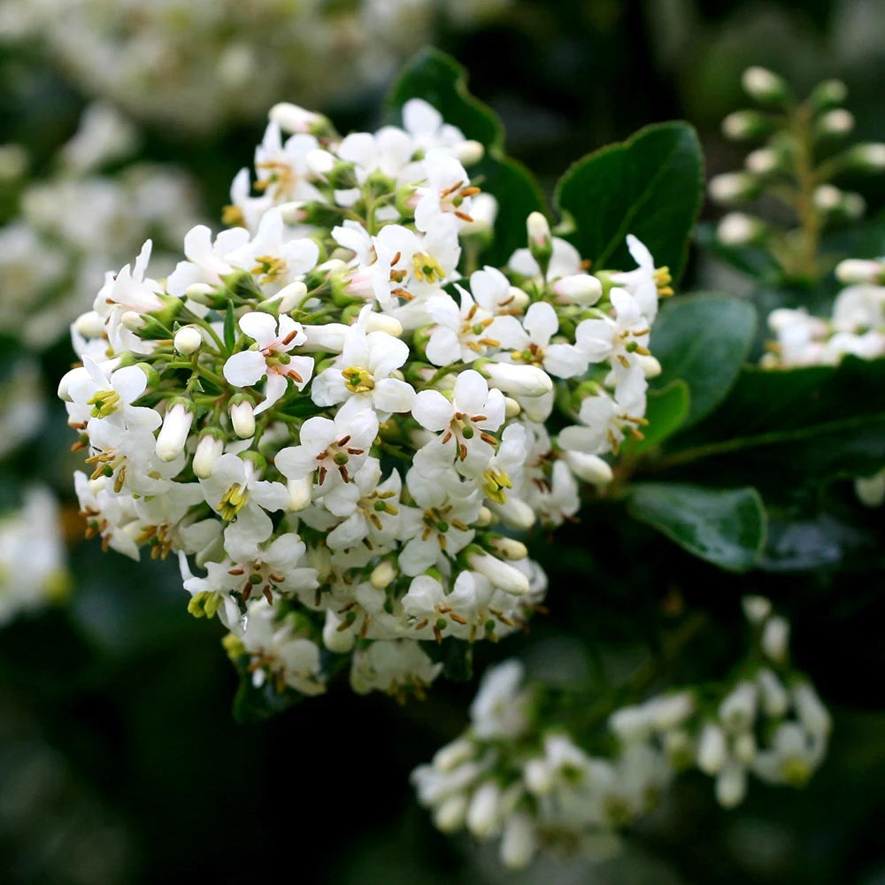 Escallonia Iveyi (Ivory Escallonia)