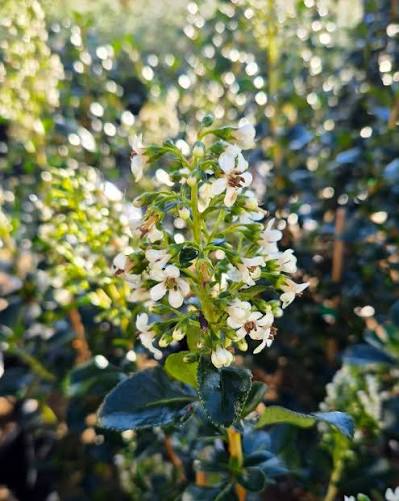 Escallonia Iveyi (Ivory Escallonia)