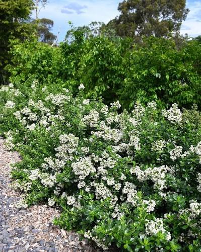 Escallonia Iveyi (Ivory Escallonia)