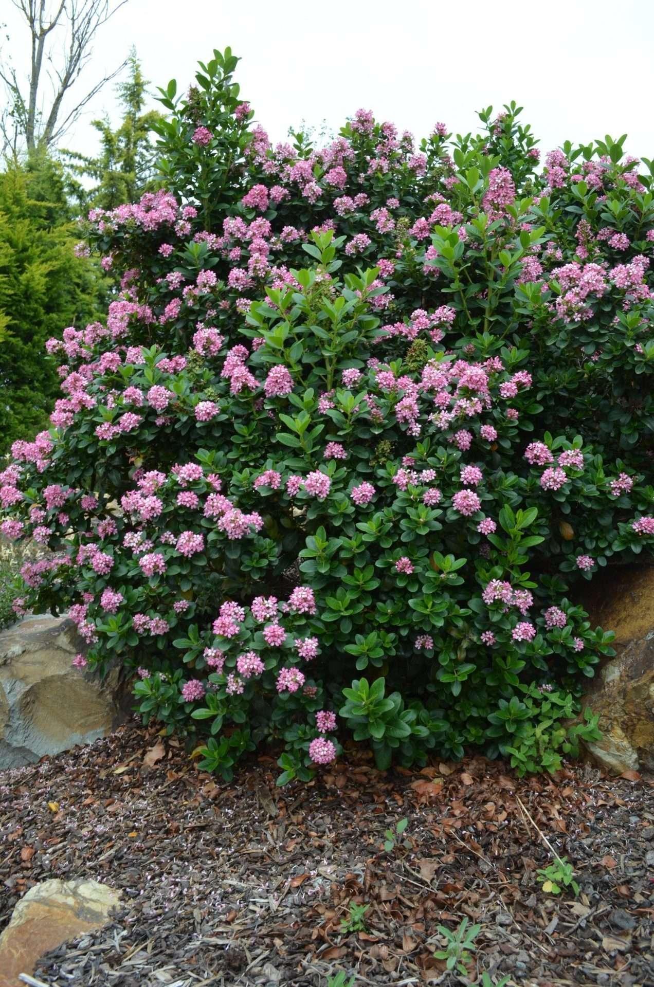 Escallonia Laevis ‘Lades’ (Pink Elle™ Escallonia)