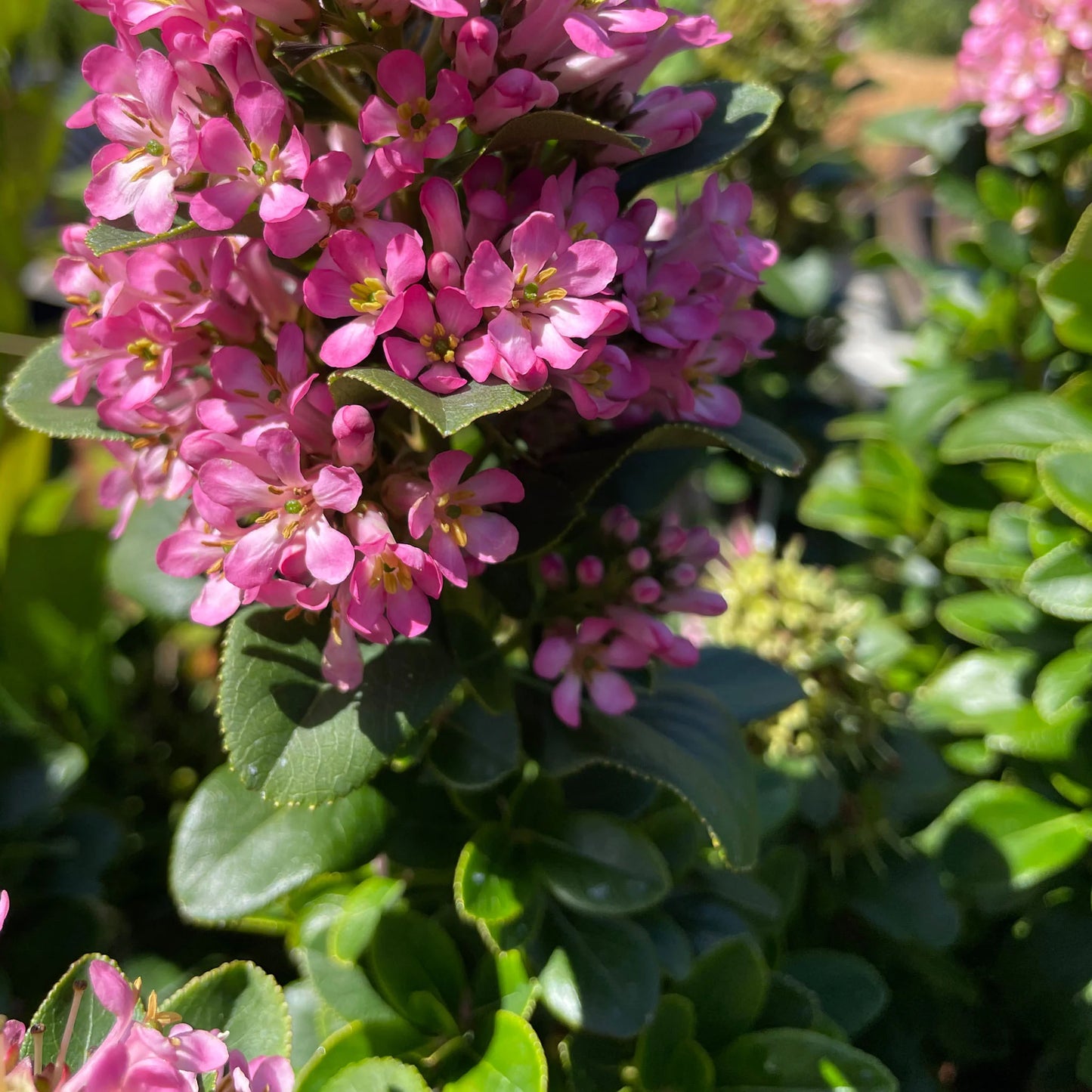 Escallonia Laevis ‘Lades’ (Pink Elle™ Escallonia)