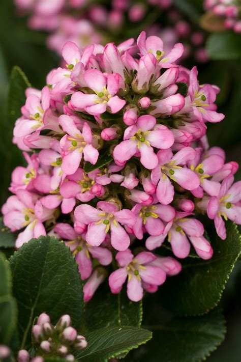 Escallonia Laevis ‘Lades’ (Pink Elle™ Escallonia)