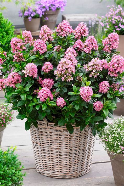 Escallonia Laevis ‘Lades’ (Pink Elle™ Escallonia)