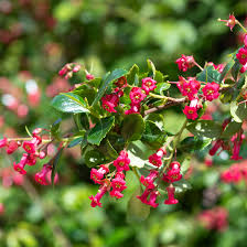 Escallonia Macrantha ‘Dwarf Rubra’ (Dwarf Red Escallonia)