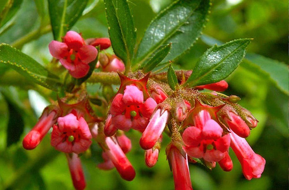 Escallonia Macrantha 'Rubra' (Red Escallonia)