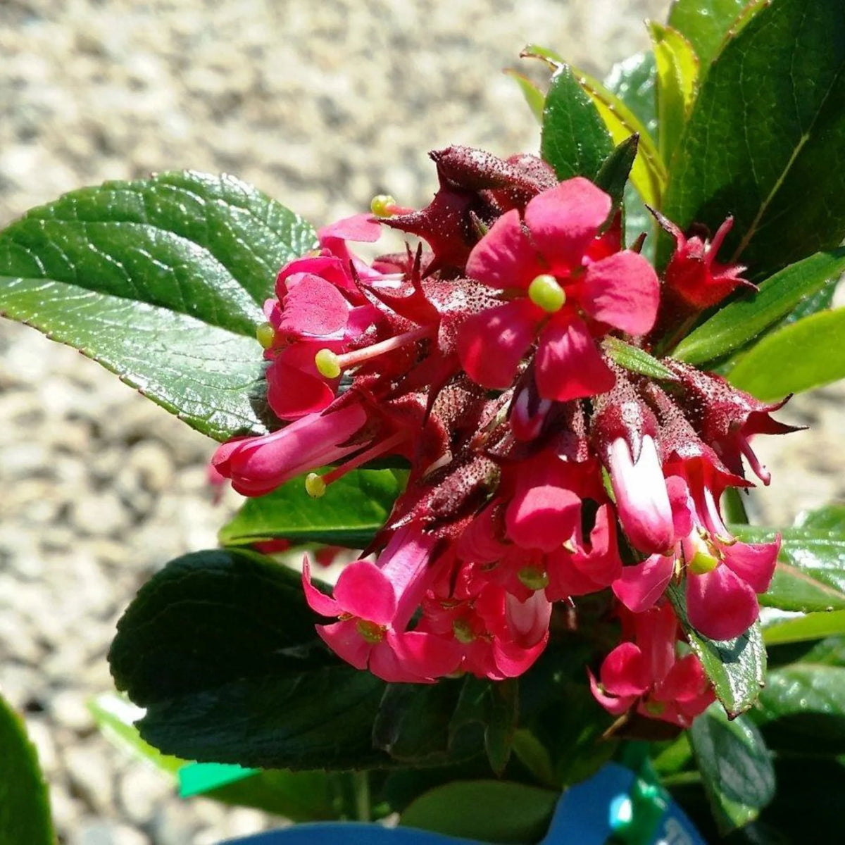 Escallonia langleyensis ‘Red Knight’ (Red Knight Escallonia)