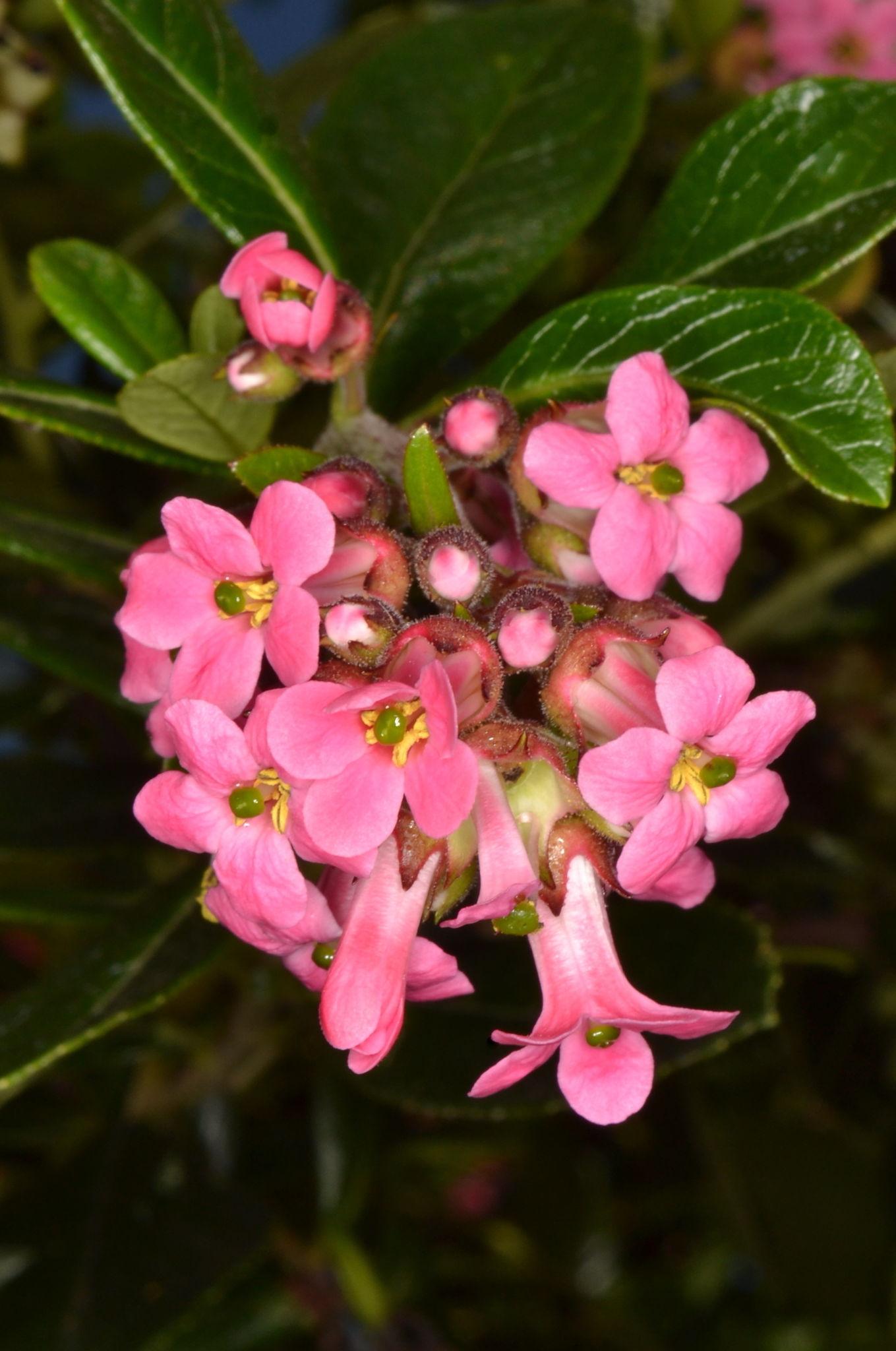 Escallonia Macrantha ‘Pink Pixie’ (Pink Pixie Escallonia)