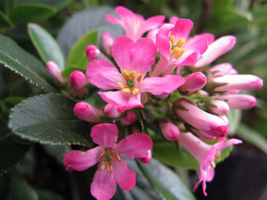 Escallonia 'Pink Escallonia spp.'