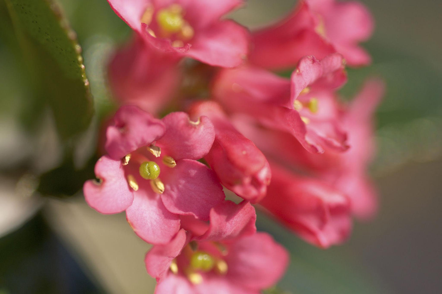 Escallonia Macrantha (Pink Escallonia)