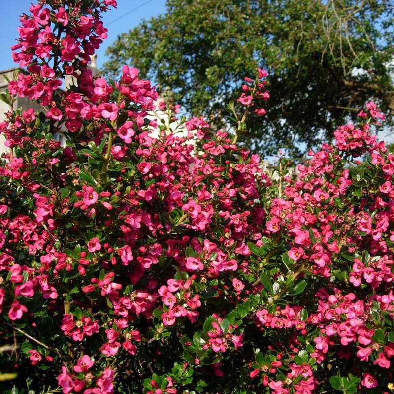Escallonia Macrantha (Pink Escallonia)