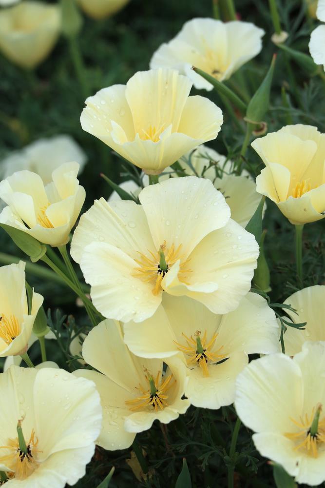 Eschscholzia Californica ‘Milky Way’ (Milky Way California Poppy)