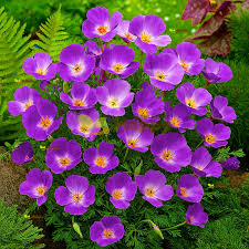 Eschscholzia Californica ‘Purple Gleam’ (Purple Gleam California Poppy)