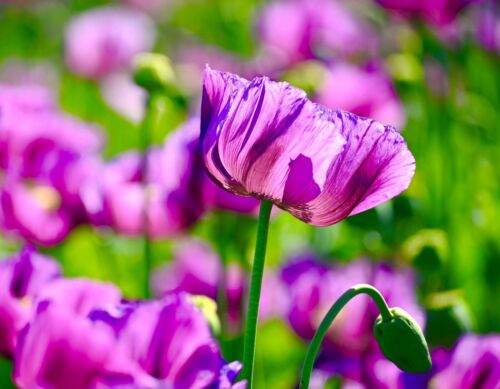 Eschscholzia Californica ‘Purple Gleam’ (Purple Gleam California Poppy)