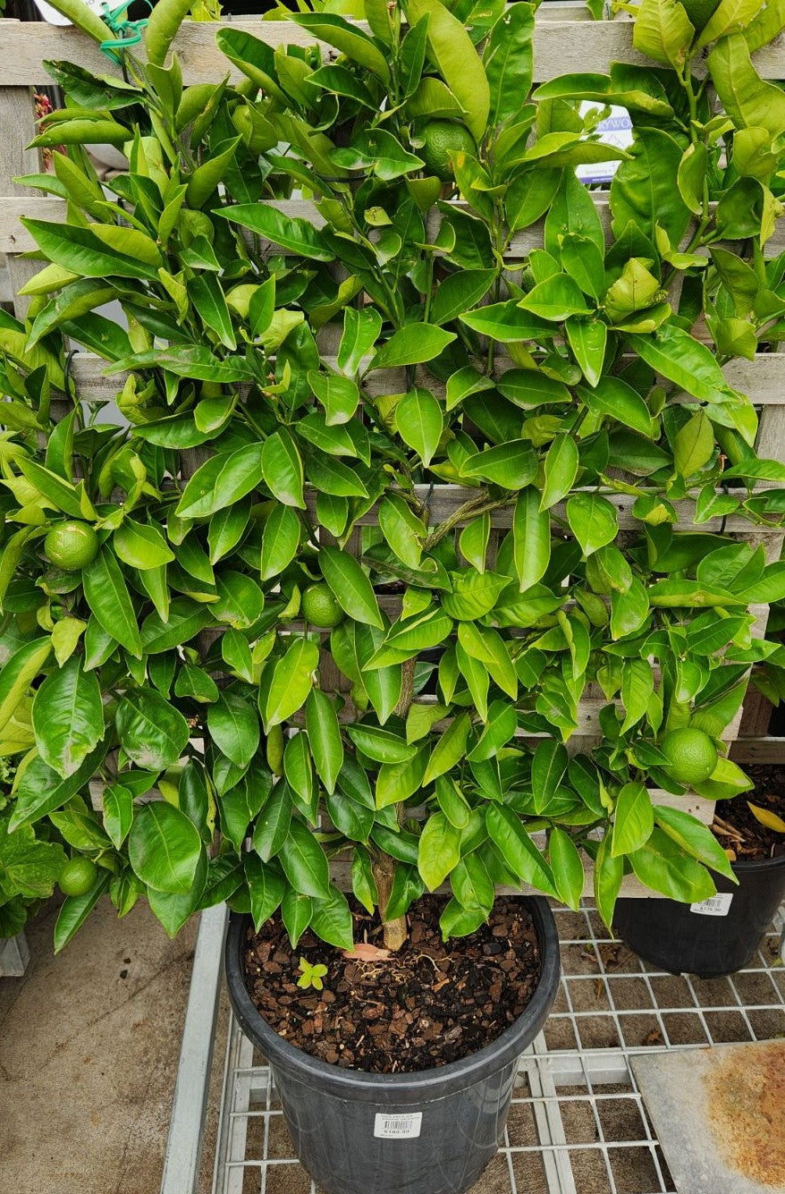 Citrus Limon 'Eureka' (Eureka Lemon Espalier)