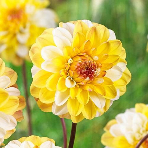 Dahlia 'Imagine Mini Bicolour Yellow' (Imagine Mini Bicolour Yellow Dahlia)