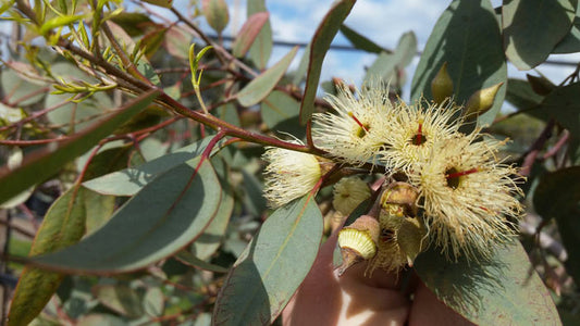 Eucalyptus Pulverulenta ‘Baby Blue’