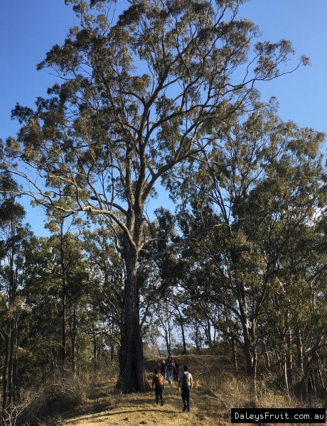 Eucalyptus Paniculata (Grey Ironbark)