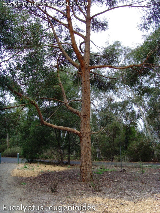 Eucalyptus Eugenioides (Thin-Leaved Stringybark)