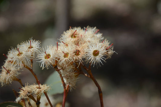 Eucalyptus Fibrosa (Broad Leafed Red Ironbark)