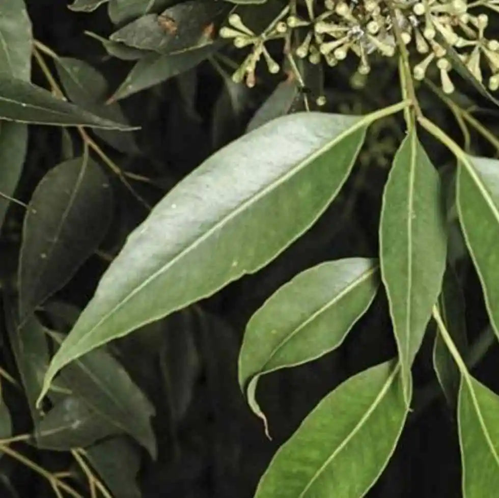 Eucalyptus Microcorys