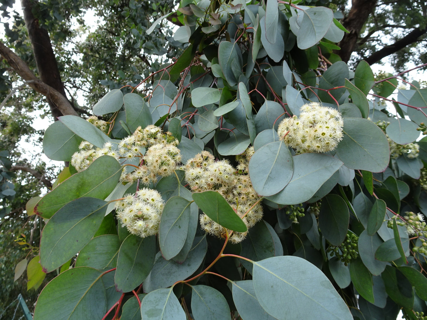 Eucalyptus Polyanthemos (Red Box)