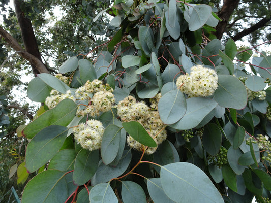 Eucalyptus Polyanthemos (Red Box)