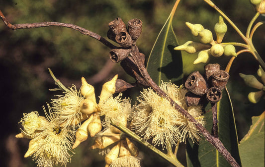 Eucalyptus Robusta (Swamp Mahogany)