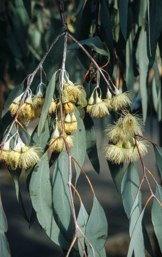 Eucalyptus Sideroxylon (Iron Bark)