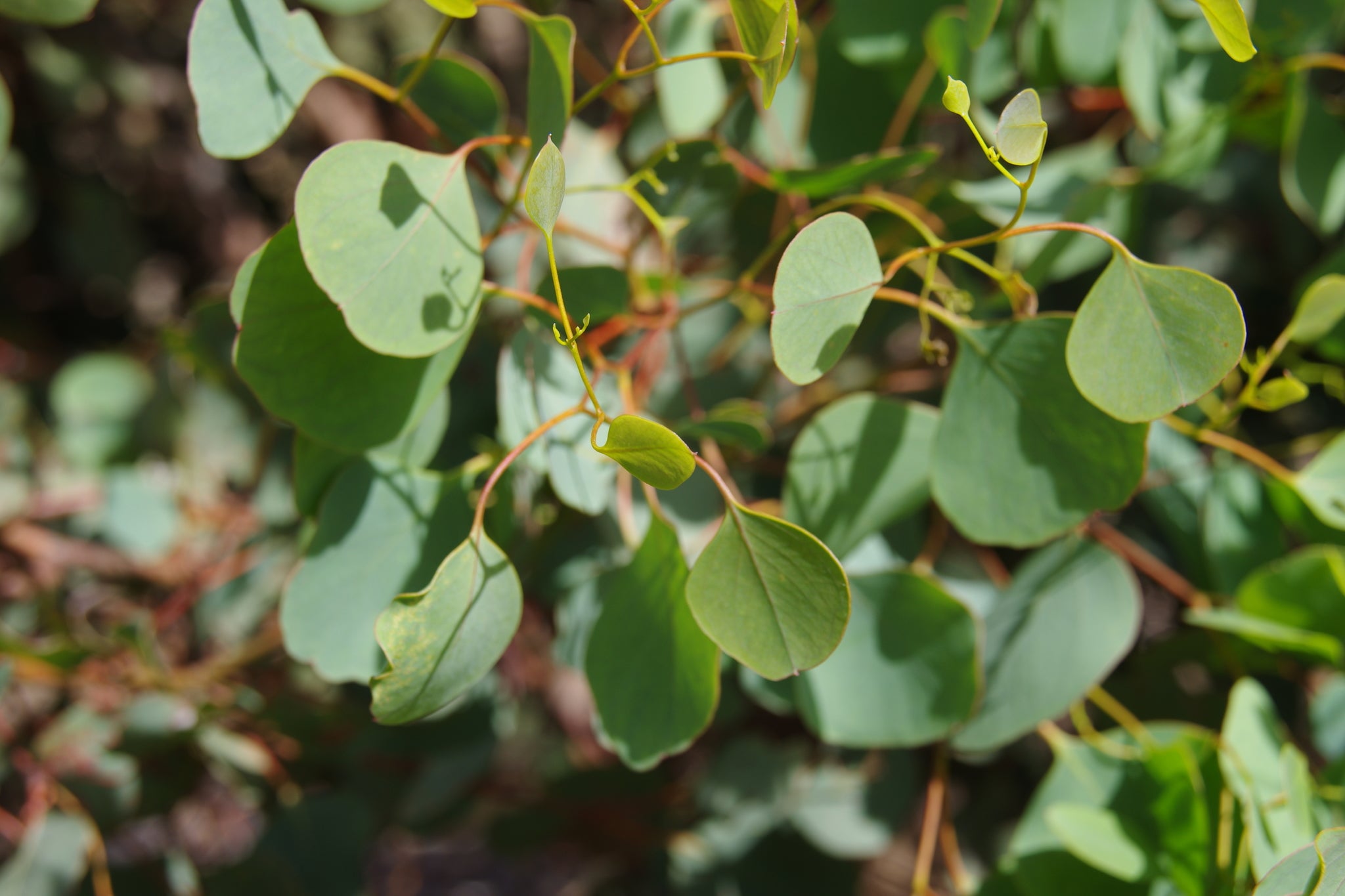 Eucalyptus Baueriana (Blue Box)