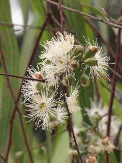 Eucalyptus citriodora (Lemon Eucalyptus)