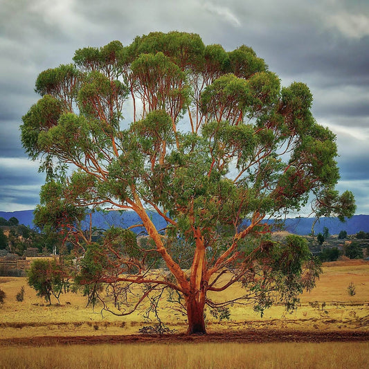Eucalyptus Eximia — Yellow Bloodwood