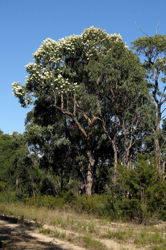 Eucalyptus Eximia — Yellow Bloodwood