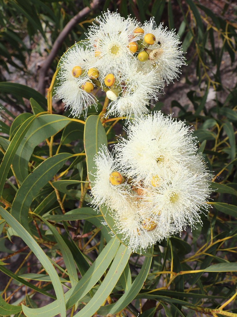 Eucalyptus Eximia — Yellow Bloodwood